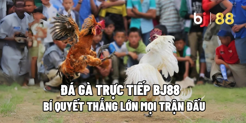 Đá Gà Trực Tiếp BJ88 : Bí Quyết Thắng Lớn Mọi Trận Đấu 1 Đá Gà Trực Tiếp